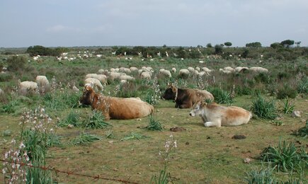 Fauna Fauna